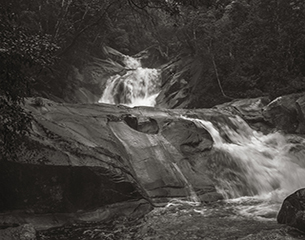 DAINTREE FOREST